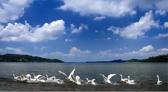 集團(tuán)全力助推安徽池州東至縣委托招商引資，開啟現(xiàn)代化“三美東至”建設(shè)新征程